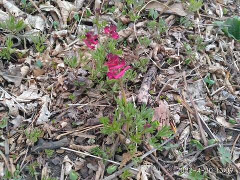 Image de Corydalis buschii Nakai