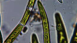 Image of Chaetophoraceae