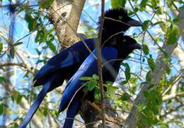 Image of Purplish-backed Jay