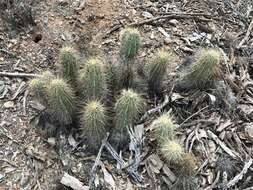 Image of Nichol's hedgehog cactus