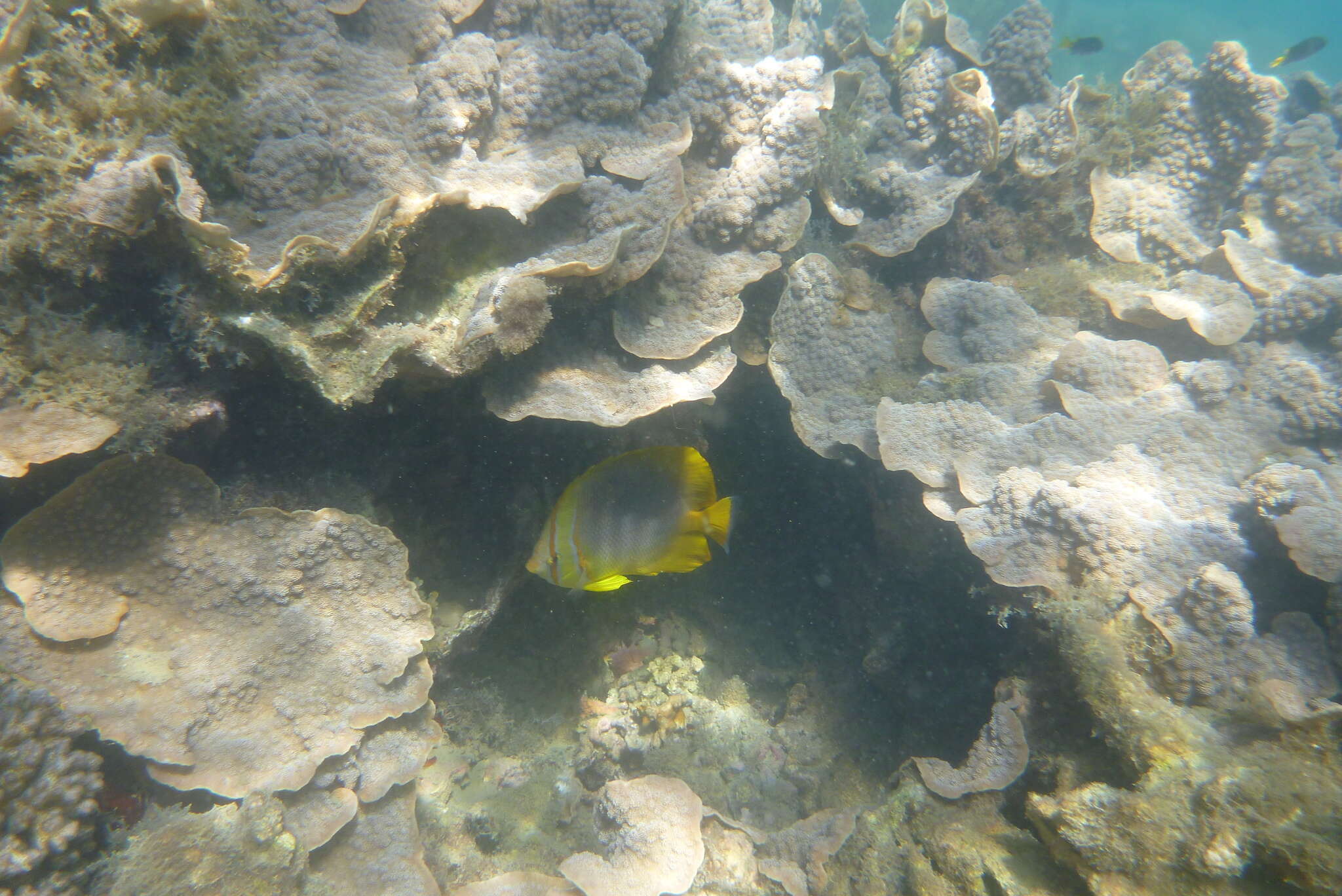 Image of Golden Butterflyfish