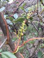 Image of tall dodder