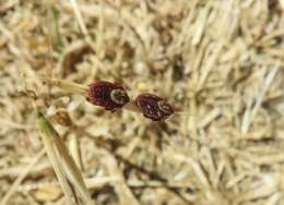 Image of American dog tick