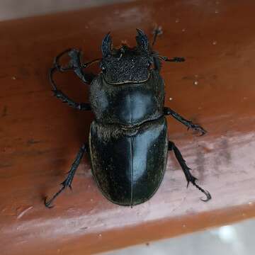 Image de Lucanus lunifer Westwood 1839