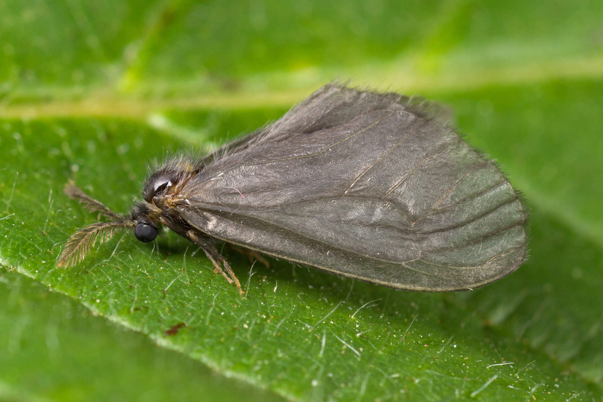 Image de Sterrhopterix