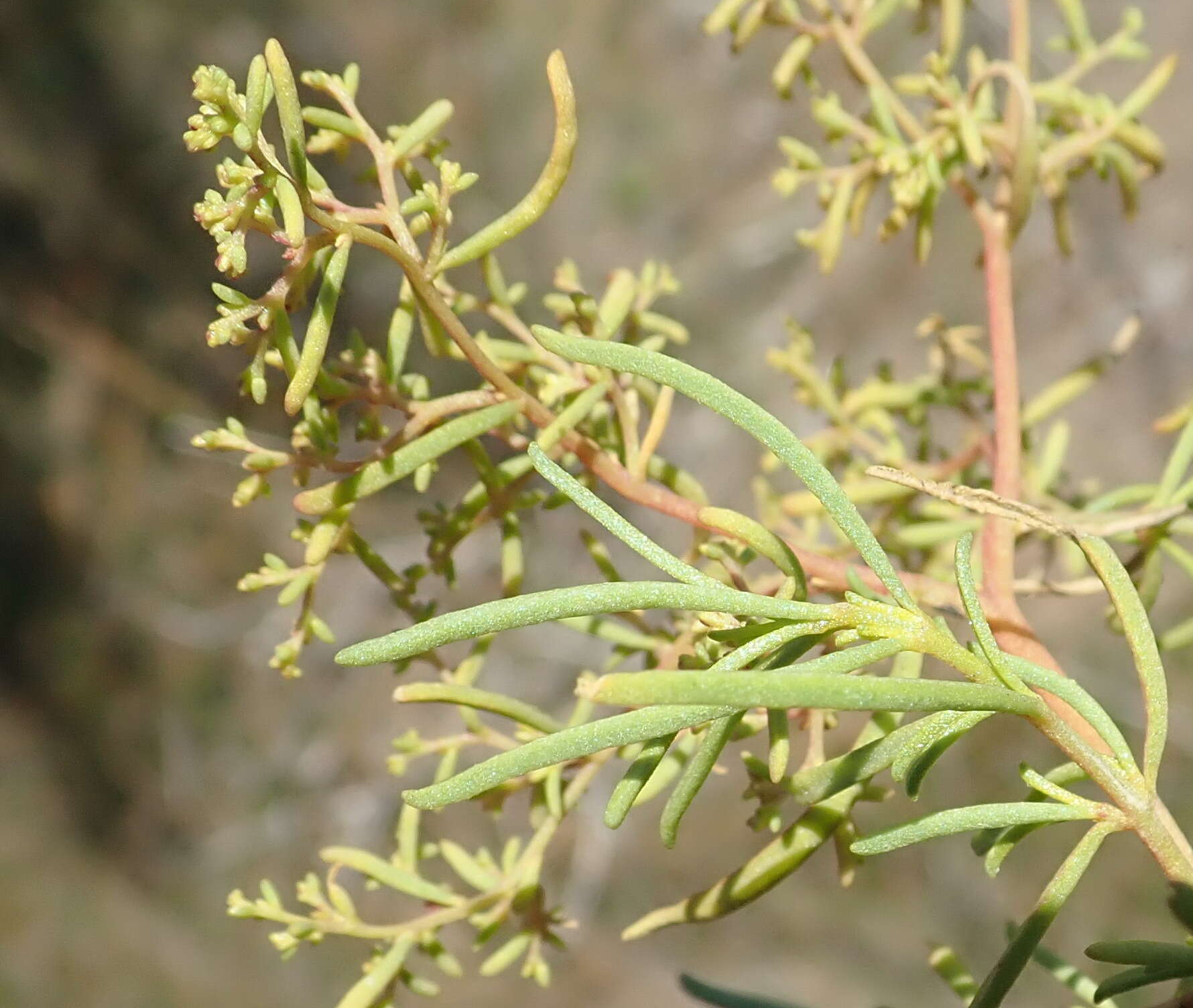 Image of Aizoon africanum (L.) Klak