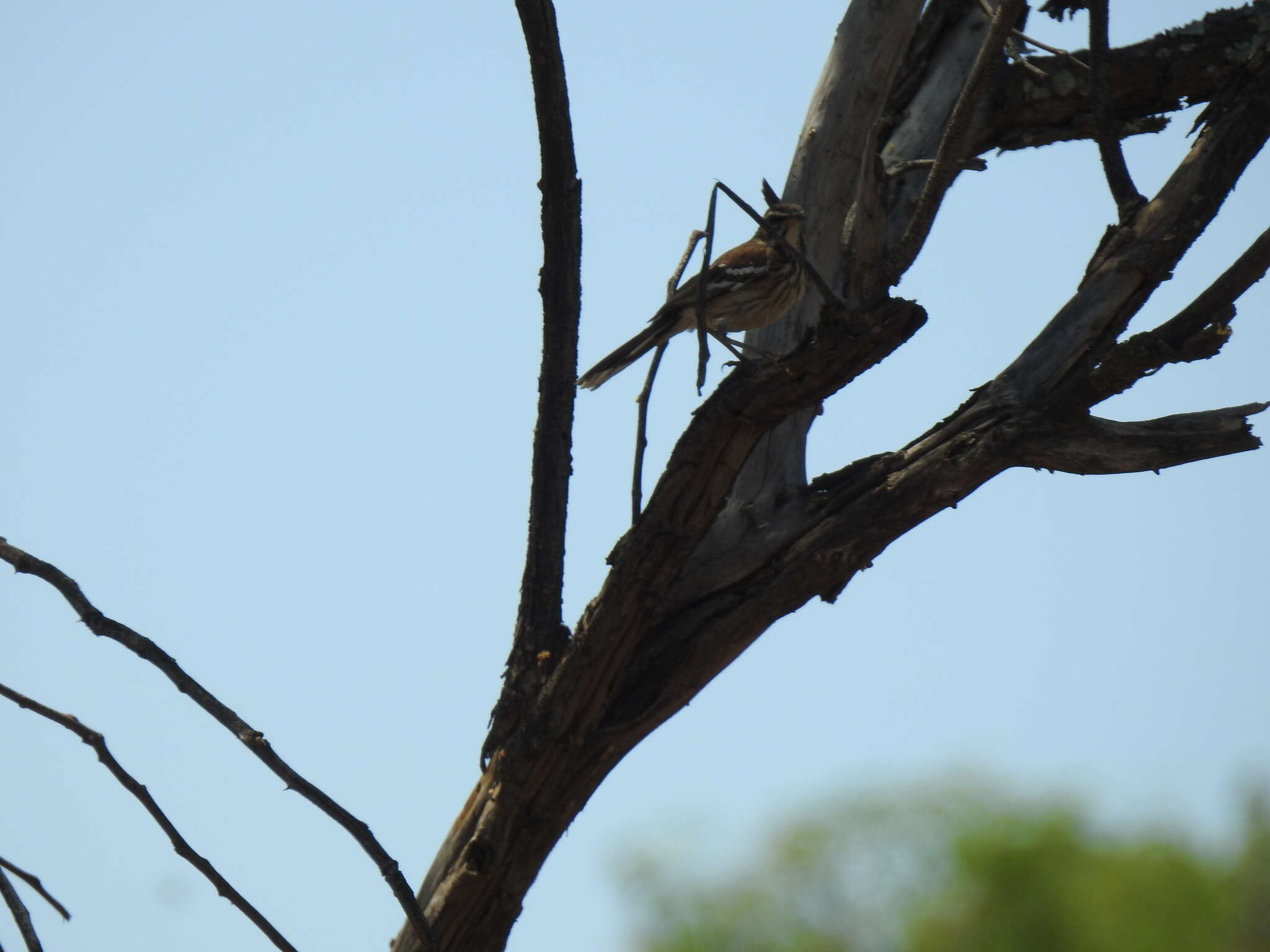 Cercotrichas leucophrys leucophrys (Vieillot 1817)的圖片