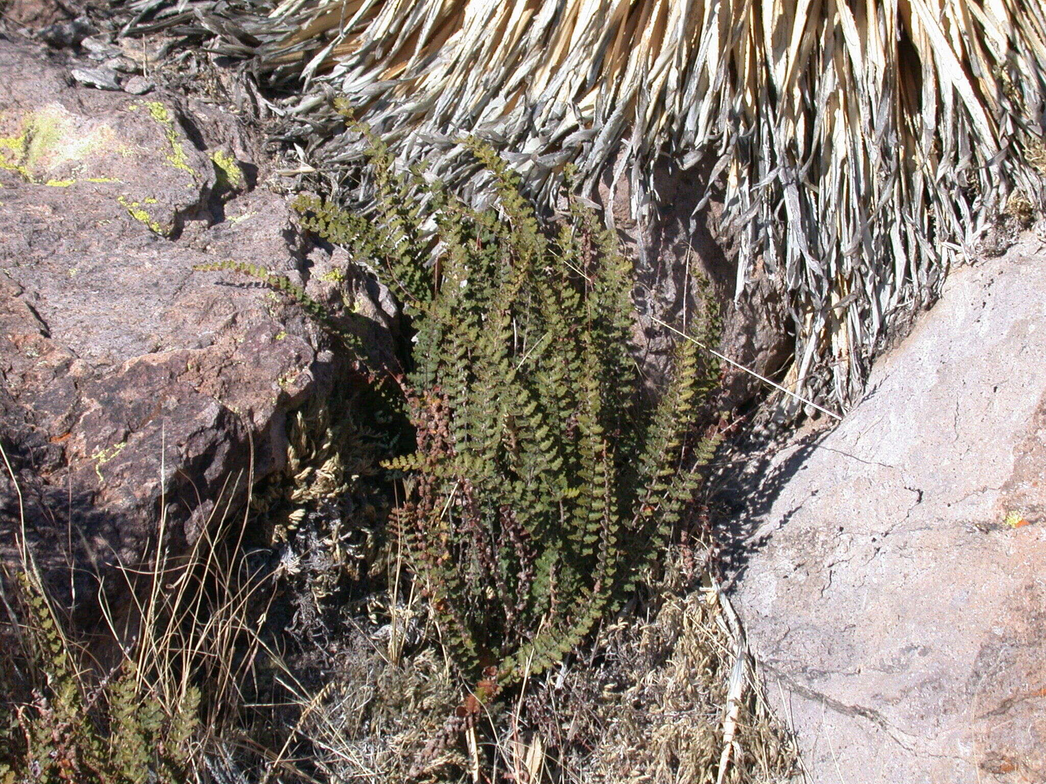 Image of wavy scaly cloakfern