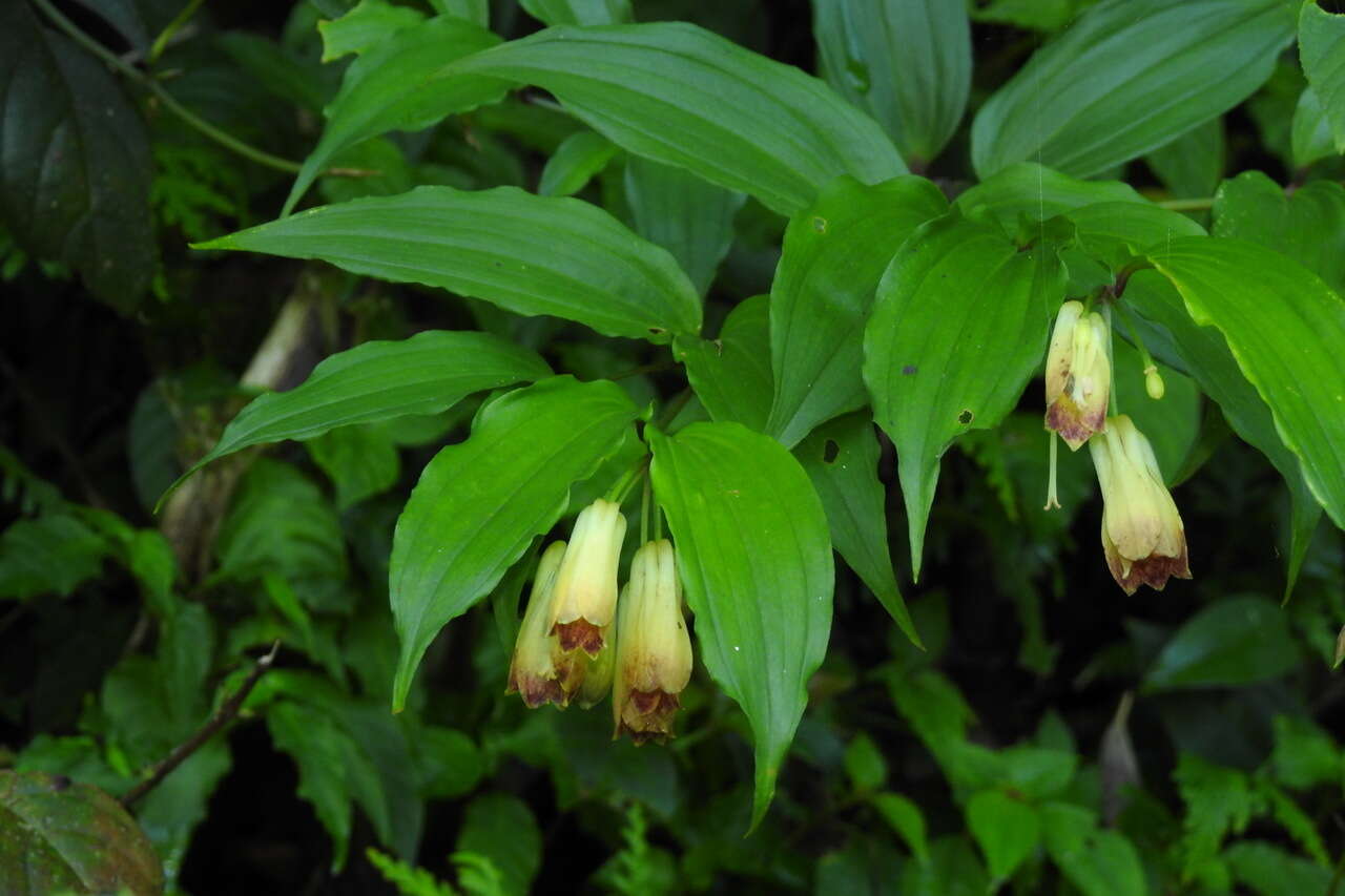 Image of Disporum shimadae Hayata