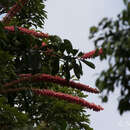 Norantea guianensis var. japurensis (Mart.) G. L. Ferreira的圖片