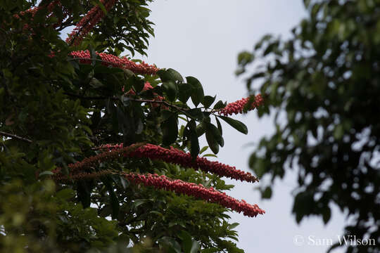 Image of Norantea guianensis var. japurensis (Mart.) G. L. Ferreira