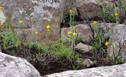 Image of Schizochilus zeyheri Sond.