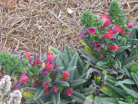 Image of Echium tuberculatum Hoffmanns. & Link