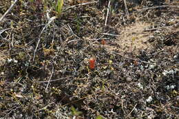 Image de Sedum aetnense Tineo