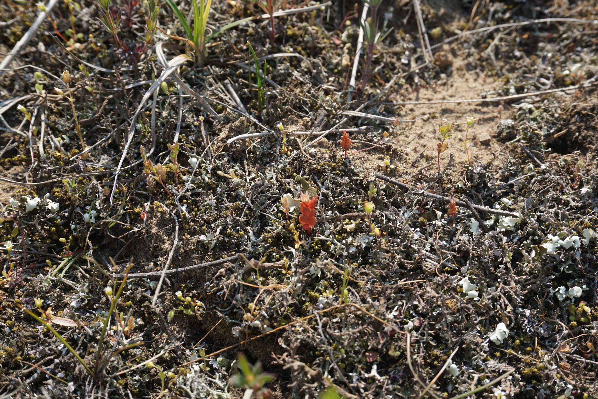 Image de Sedum aetnense Tineo