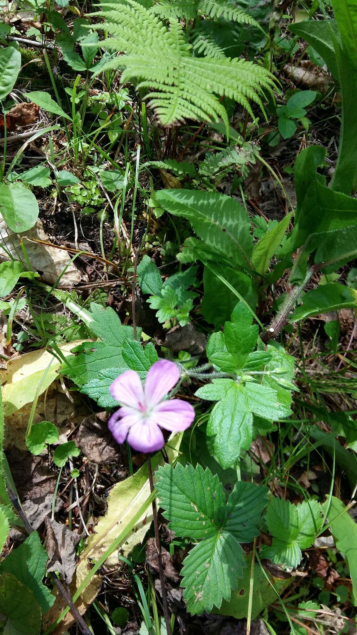 Image of Geranium maximowiczii Regel & Maack ex Regel