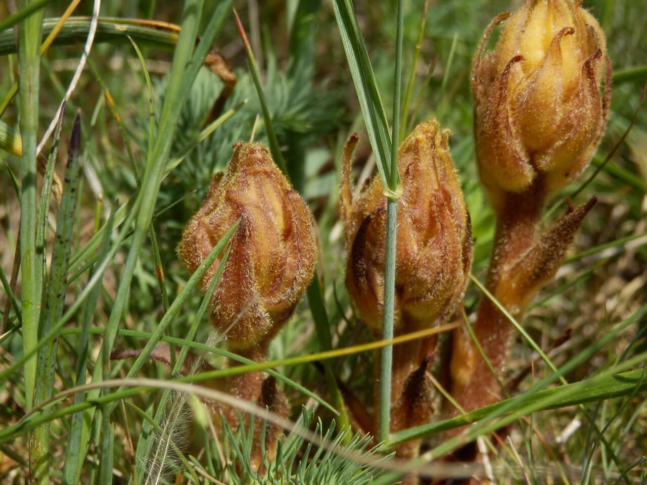 Imagem de Orobanche lutea Baumg.