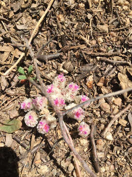 صورة Cistanthe monosperma (E. Greene) M. A. Hershkovitz