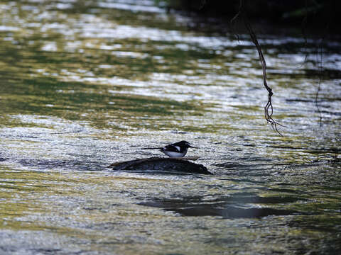 Image of Black-backed Forktail