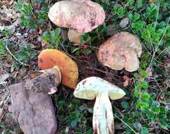 Image of wolf bolete