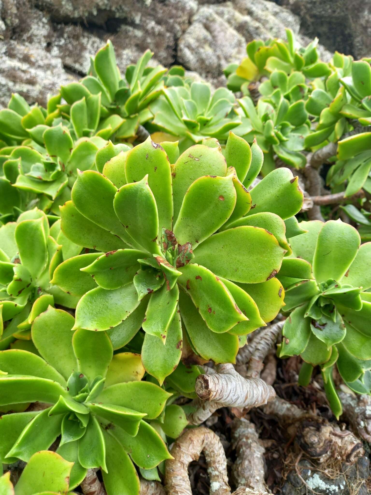 Image of Aeonium lancerottense (Praeger) Praeger