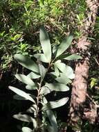 Image de Hibbertia hexandra C. T. White