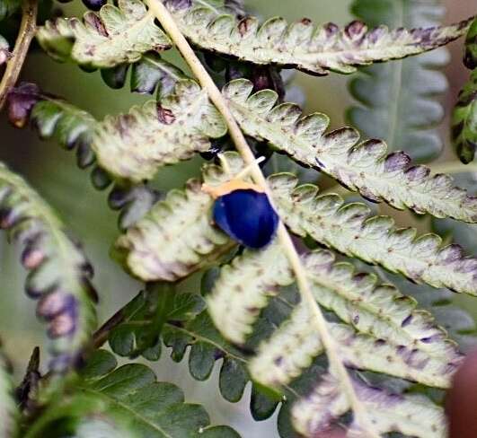 Sivun Stoiba flavicollis (Klug 1829) kuva