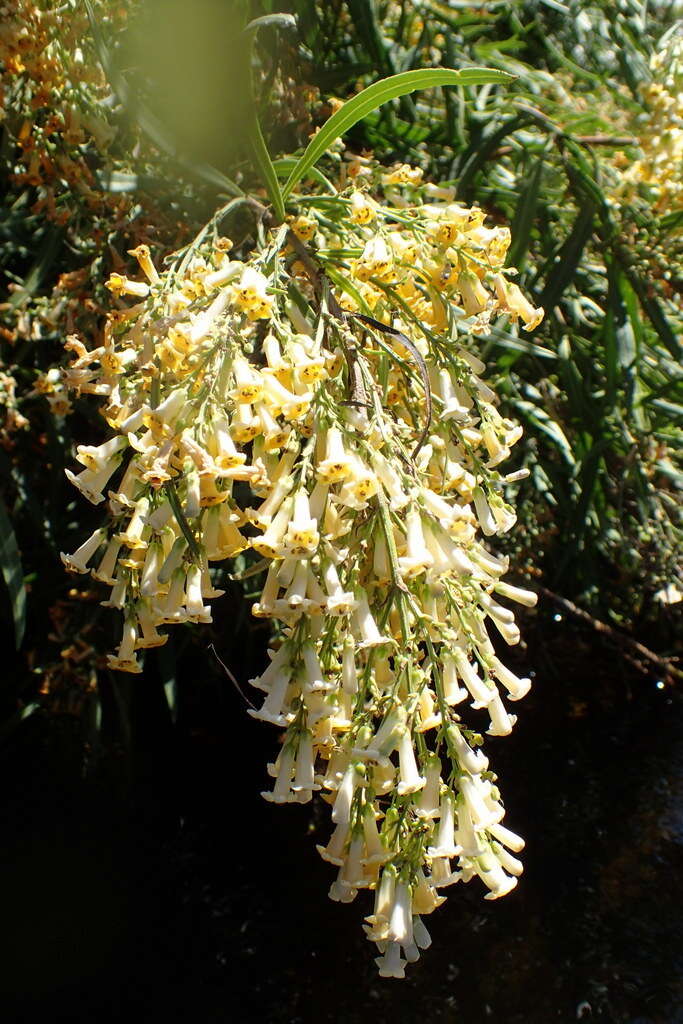 Imagem de Freylinia lanceolata (L. fil.) G. Don