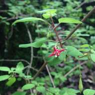 Image of Fuchsia thymifolia Kunth