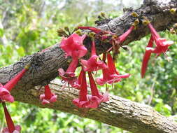 Image of Ixora margaretae (N. Hallé) Mouly & B. Bremer