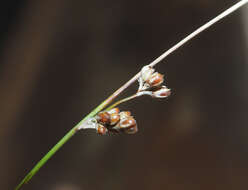 Слика од Juncus distegus Edgar