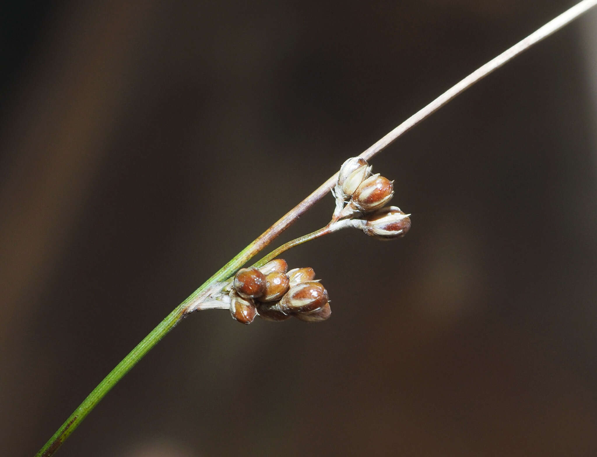 Слика од Juncus distegus Edgar