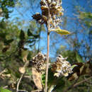 Plancia ëd Lippia oaxacana B. L. Rob. & Greenm.