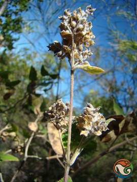 صورة Lippia oaxacana B. L. Rob. & Greenm.