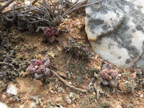 Image of Adromischus marianiae var. immaculatus Uitew.