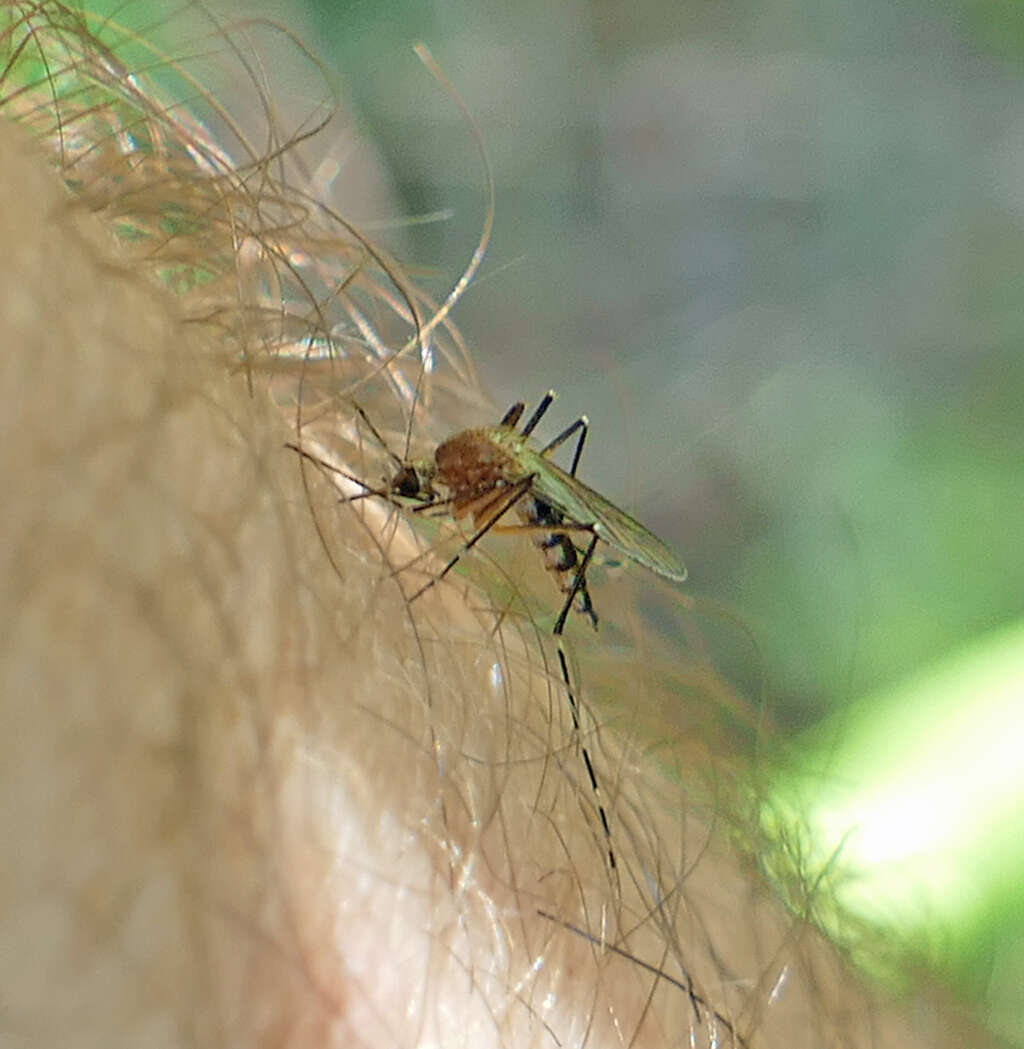 Imagem de Aedes canadensis canadensis