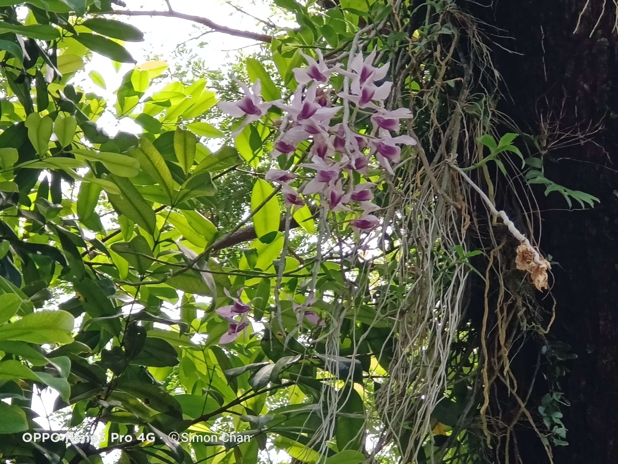 Image of Unscented Dendrobium