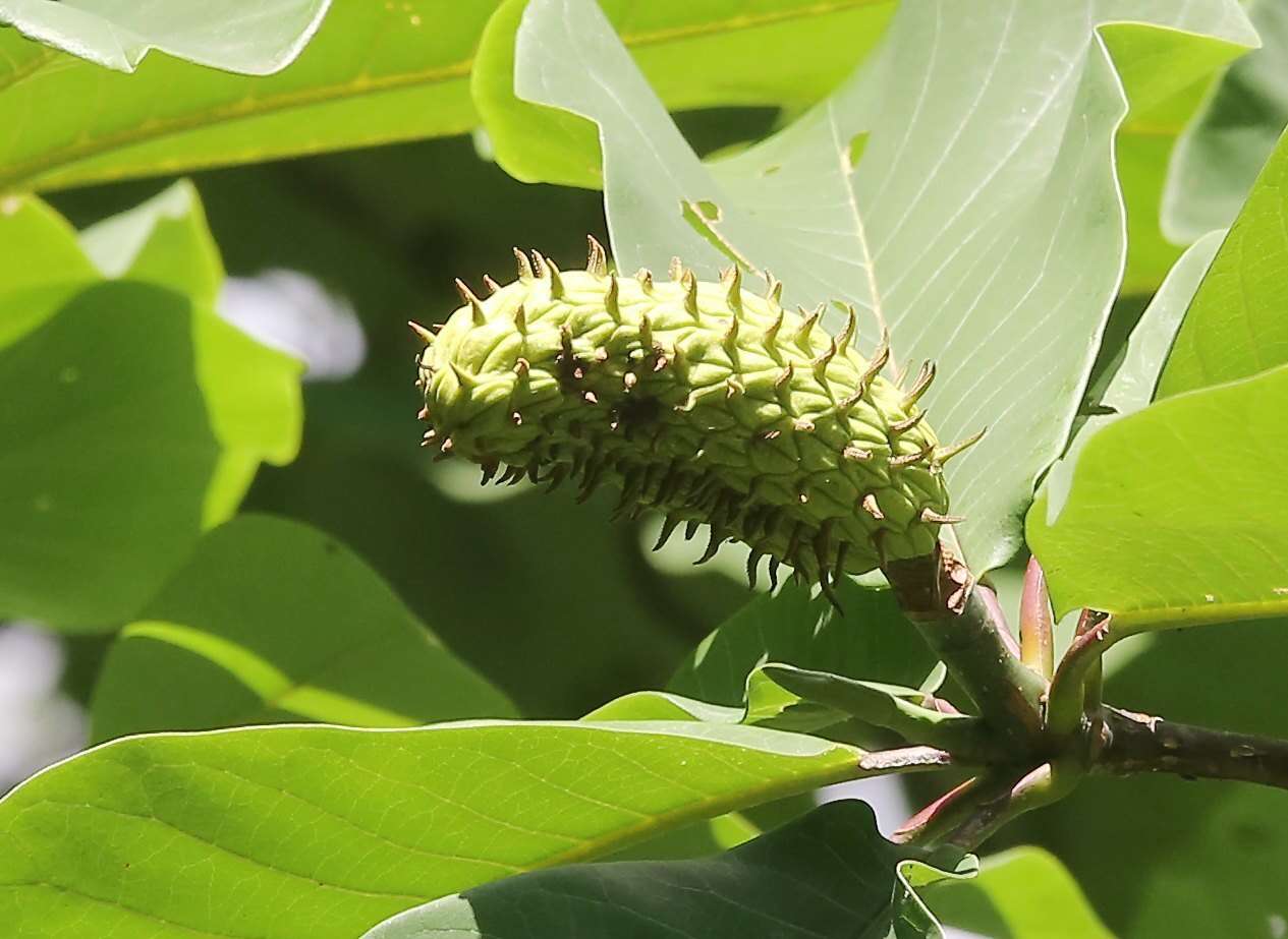 Image of Japanese Big Leaf Magnolia