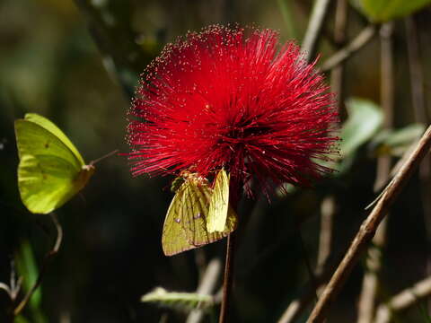 Calliandra dysantha Benth.的圖片