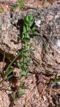 Image of Lotus conimbricensis Brot.