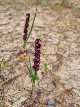 Image of Wurmbea recurva B. Nord.