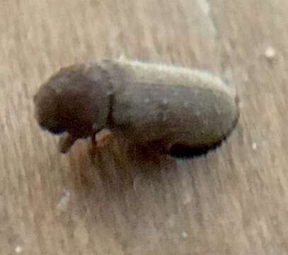 Image of furniture beetle