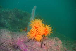 Dendrophyllia arbuscula van der Horst 1922 resmi