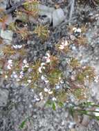 Image de Stylidium breviscapum R. Br.