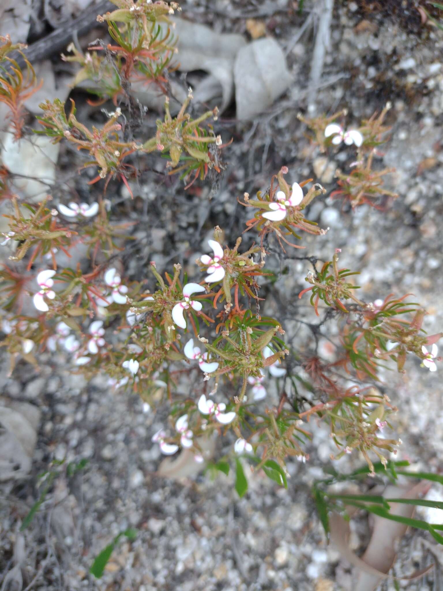 Image de Stylidium breviscapum R. Br.