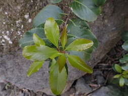 Plancia ëd Gymnosporia cassinoides (L'Hér.) Masf.