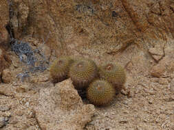 Image of Copiapoa serpentisulcata F. Ritter