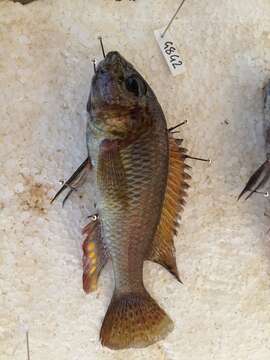 Image of Eastern River Bream