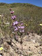 Image de Collinsia bartsiifolia var. davidsonii (Parish) Newsom