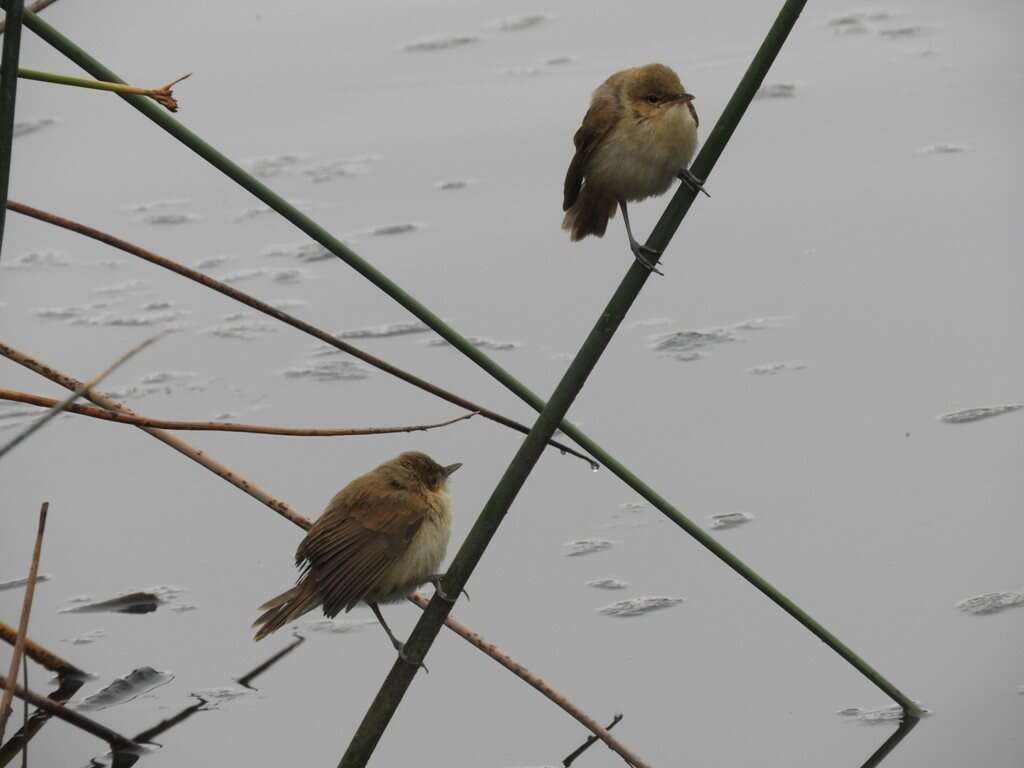 Image of Australian Reed Warbler